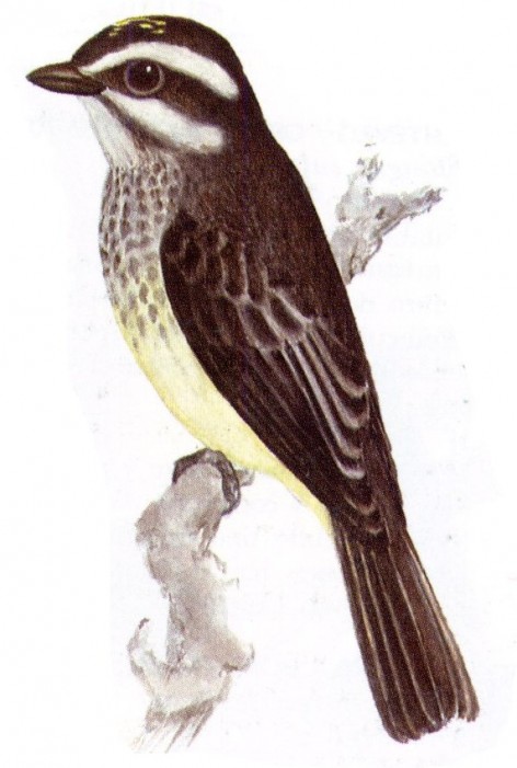 (c) Guillermo Harris. Tuquito chico (Piratic Flycatcher). <p>14cm. Dibujo. Fuente: "Nueva Guía de las Aves Argentinas. M. Canevari et al. 1991. Fundación Acindar."</p>