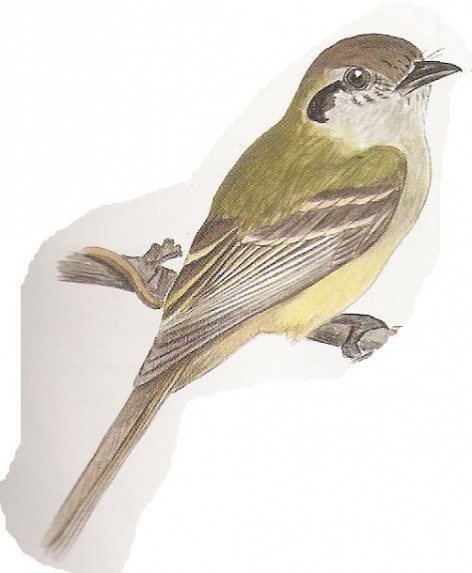 (c) Pablo Canevari. Tachur de cabeza parda (Sepia-capped Flycatcher). <p>14cm. Dibujo. Fuente: "Nueva Guía de las Aves Argentinas. M. Canevari et al. 1991. Fundación Acindar."</p>