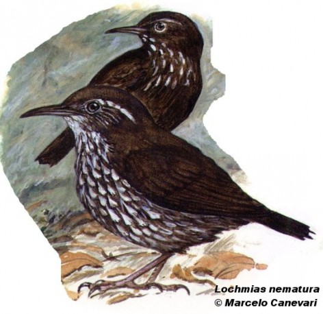 Macuquito (Sharp-tailed Stream Creeper). 14cm. Dibujo. Fuente: 