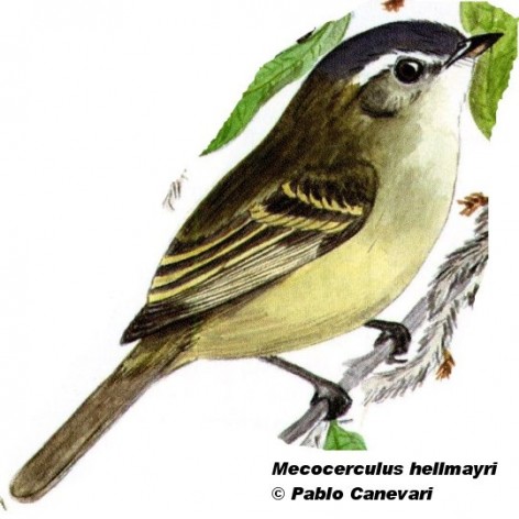 Tachurí enano (Buff-banded Tyrannulet). <p>10cm. Dibujo. Fuente: \\\