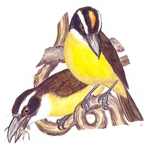 (c) Gustavo Rodolfo Carrizo. Pitangu� (Boat-billed Flycatcher). <p>23cm. Dibujo. Fuente: "Nueva Gu&iacute;a de las Aves Argentinas. M. Canevari et al. 1991. Fundaci&oacute;n Acindar."</p>