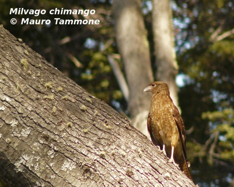 Chimango. Foto tomada en Villa Traful, Neuqu�n