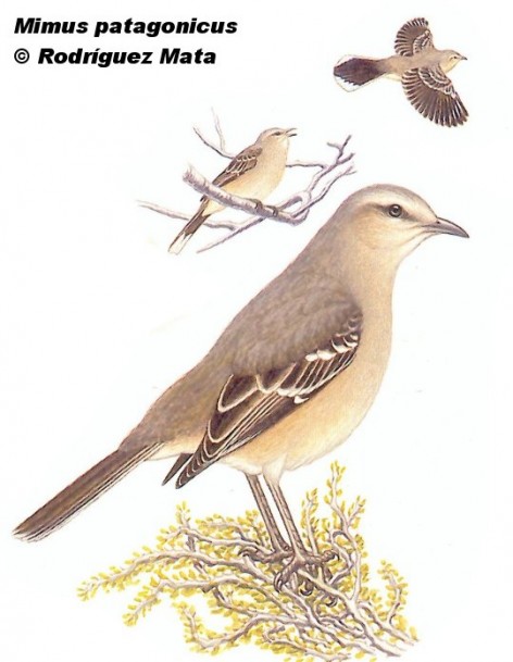 Calandria gris (Patagonian Mockingbird). 22cm. Dibujo. Fuente: 