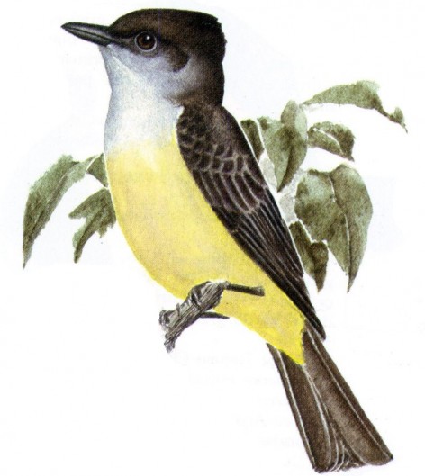(c) Guillermo Harris. Burlisto de cabeza negra (Dusky-capped Flycatcher). <p>16cm. Dibujo. Fuente: "Nueva Gu&iacute;a de las Aves Argentinas. M. Canevari et al. 1991. Fundaci&oacute;n Acindar."</p>