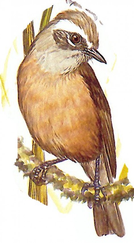 (c) Gustavo Rodolfo Carrizo. Pitajo canela (D'Orbigny's Chat-tyrant). <p>15cm. Dibujo. Fuente: "Nueva Guía de las Aves Argentinas. M. Canevari et al. 1991. Fundación Acindar."</p>