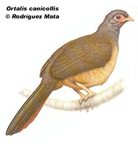 Charata (Chaco Chachalaca). 53cm. Dibujo. Fuente: 