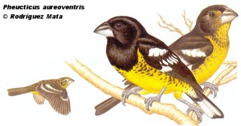 Rey del Bosque (Black-backed Grosbeak). 21cm. Dibujo. Fuente: 