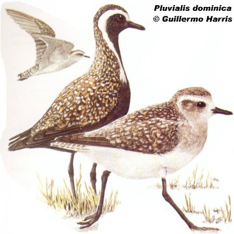 Chorlo pampa (American Golden Plover). 24cm. Dibujo. Fuente: 