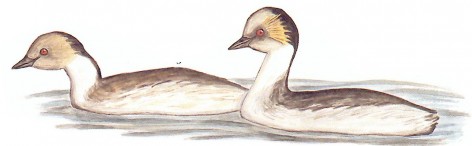 (c) Marcelo Canevari. Mac� plateado (Silvery Grebe). <p>Adulto y juvenil, 28cm. Dibujo. Fuente: "Nueva Gu&iacute;a de las Aves Argentinas. M. Canevari et al. 1991. Fundaci&oacute;n Acindar."</p>