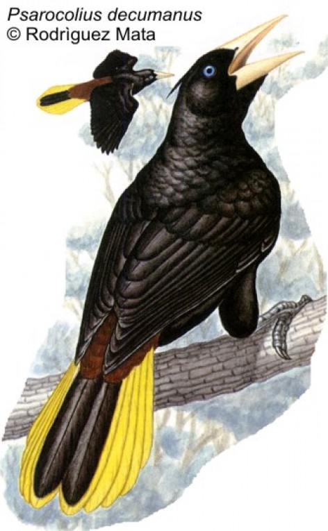 Boyero Cola Amarilla (Crested Oropendola). Hembra: 30cm. Macho: 38cm. Dibujo. Fuente: 
