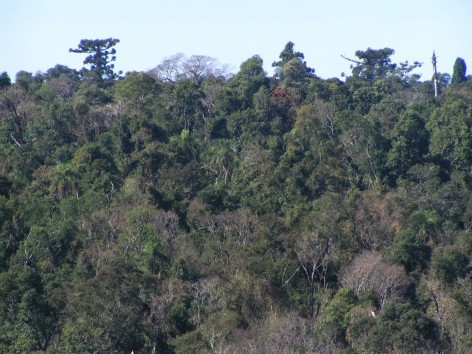 (c) Gil, Guillermo. . <p>Vista de la reserva desde el camino en el limite norte. Se observa, aparentemente,&nbsp;un ceibo florecido ademas de las araucarias emergiendo del dosel.</p>