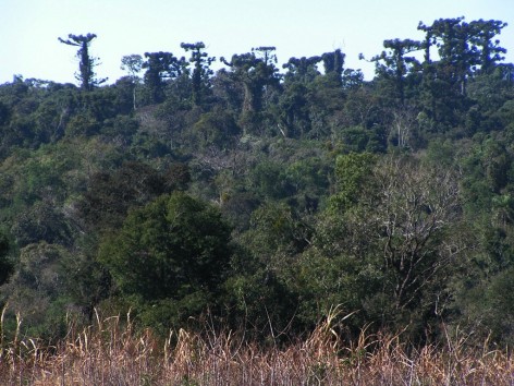 (c) Gil, Guillermo. . <p>Vista de la reserva desde camino en limite norte.</p>