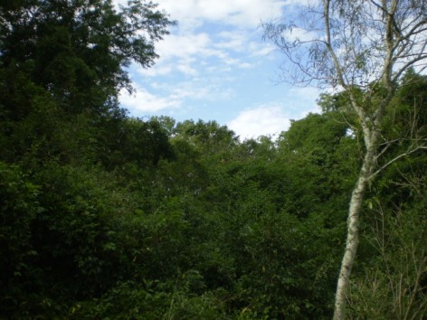 (c) Lanfiutti, Andres. selva en galeria. 