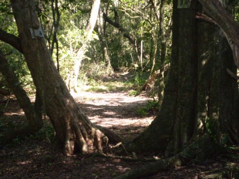 (c) Lanfiutti, Andres. . 