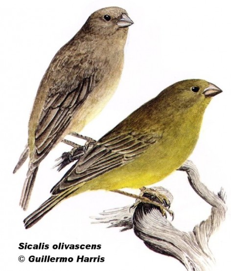 Jilguero oliváceo (Greenish Yellow-finch). 13cm. Dibujo. Fuente: 