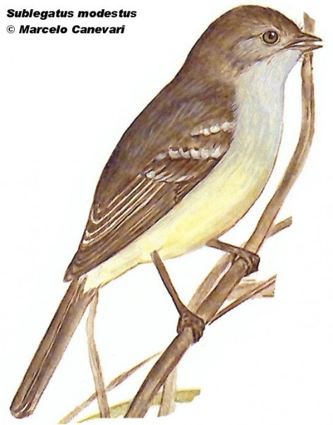 Tachur&iacute; de pico ancho (Scrub Flycatcher). 14cm. Dibujo. Fuente: 