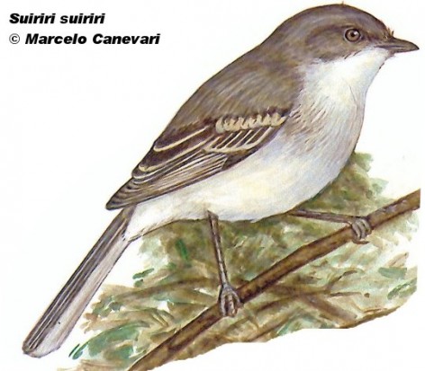 Suirirí común (Suiriri Flycatcher). 15cm. Dibujo. Fuente: 