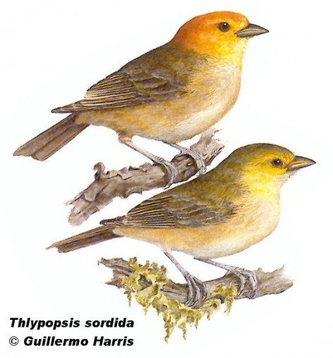 Tangar� de cabeza naranja (Orange-headed Tanager). <p>13cm. Dibujo. Fuente: \