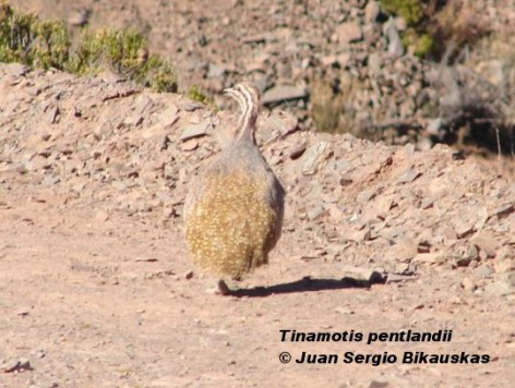 Keu o Quiula Pune�a (Puna Tinamou). <p>gro a 4050m, altoandino, Parque Nacional Los Cardones.</p>
