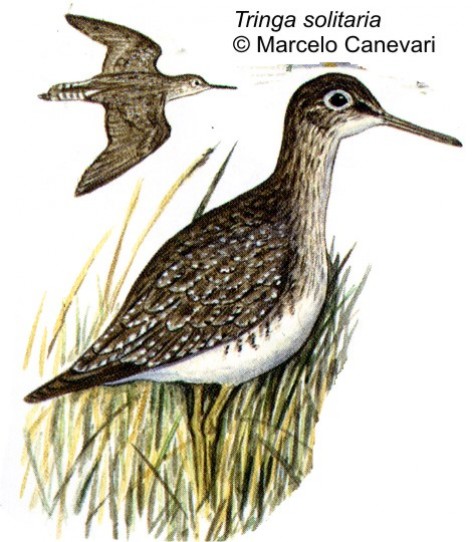 Chorlito solitario (Solitary Sandpiper). 19cm. Dibujo. Fuente: 