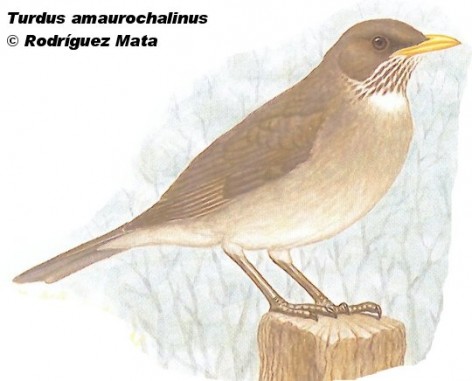 Chalchalero (Creamy-bellied Thrush). 22cm. Dibujo. Fuente: 