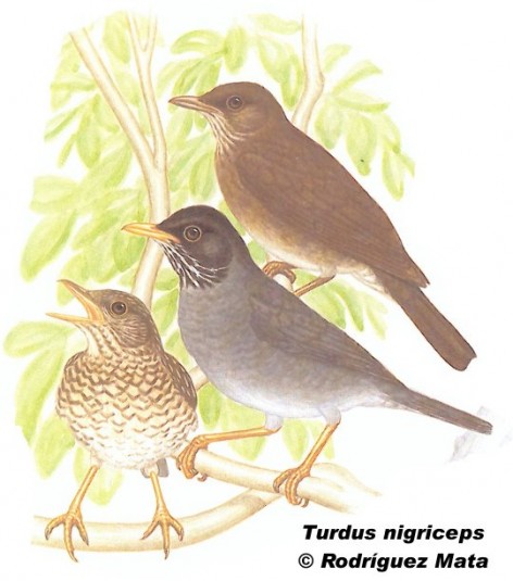 >orzal de cabeza negra (Black-capped Thrush). 20cm. Dibujo. Fuente: 
