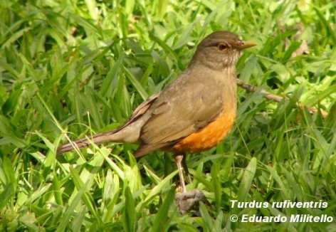 Zorzal colorado (Rufous-bellied Thrush). <p>Foto tomada el 27/05/2004 en el Area Cataratas, Parque Nacional Iguaz&uacute;.</p>