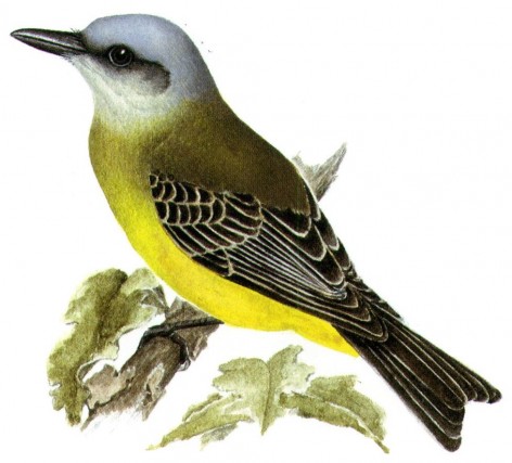 (c) Guillermo Harris. Suirir� grande (Tropical Kingbird). <p>21cm. Dibujo. Fuente: "Nueva Gu&iacute;a de las Aves Argentinas. M. Canevari et al. 1991. Fundaci&oacute;n Acindar."</p>