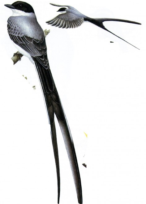 (c) Guillermo Harris. Tijereta (Fork-tailed Flycatcher). <p>39cm. Dibujo. Fuente: "Nueva Gu&iacute;a de las Aves Argentinas. M. Canevari et al. 1991. Fundaci&oacute;n Acindar."</p>