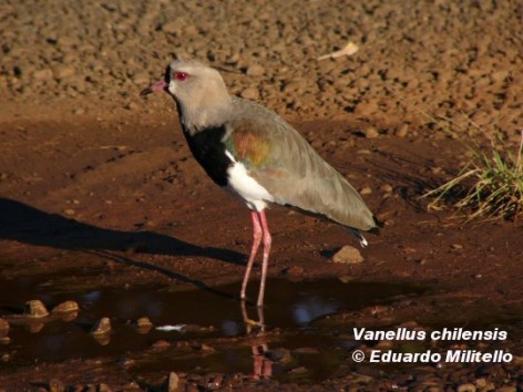 Tero común (Southern Lapwing). Foto tomada el 09/04/2004 en el Área Cataratas, Parque Nacional Iguazú.