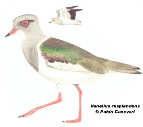 Tero serrano (Andean Lapwing). 30cm. Dibujo. Fuente: 