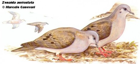 Torcaza (Eared-dove). Dibujo. Fuente: 