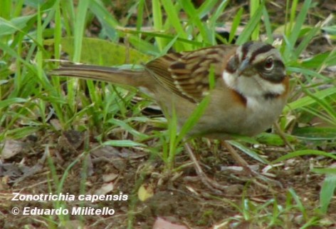 Chingolo (Rufous-collared Sparrow). Foto tomada el 25/04/2004 en el Area Cataratas del Parque Nacional Iguaz&uacute;.
