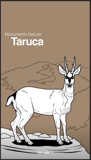 Taruca