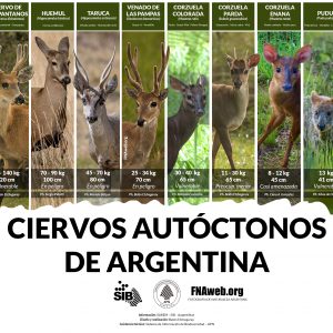 Ciervos autóctonos de Argentina