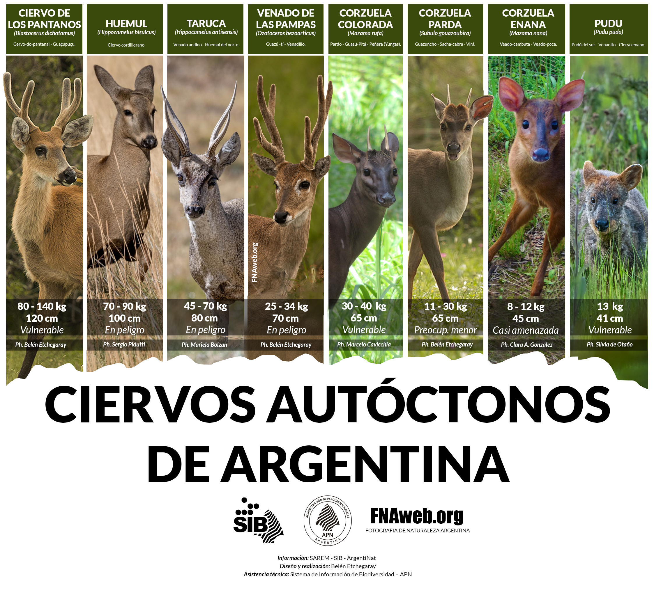Ciervos autóctonos de Argentina