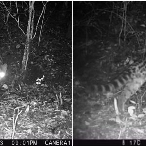 El margay en el Parque Nacional El Rey: Un nuevo felino se suma a la lista de especies protegidas