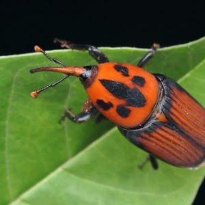 Circular Informativa Alerta Temprana Picudo Rojo (Rhynchophorus ferrugineus)