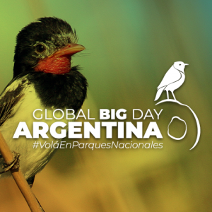 Global Big Day Argentina