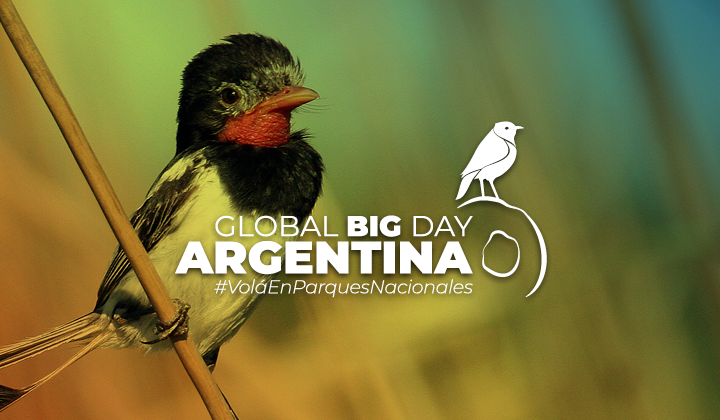 Global Big Day Argentina