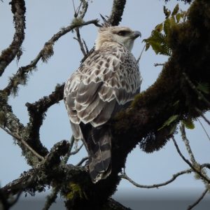 MONITOREO DE ÁGUILA POMA EN EL PARQUE NACIONAL ACONQUIJA