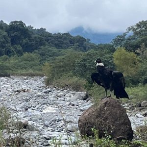 Rescate de un ejemplar hembra de cóndor andino en el Parque Nacional Aconquija