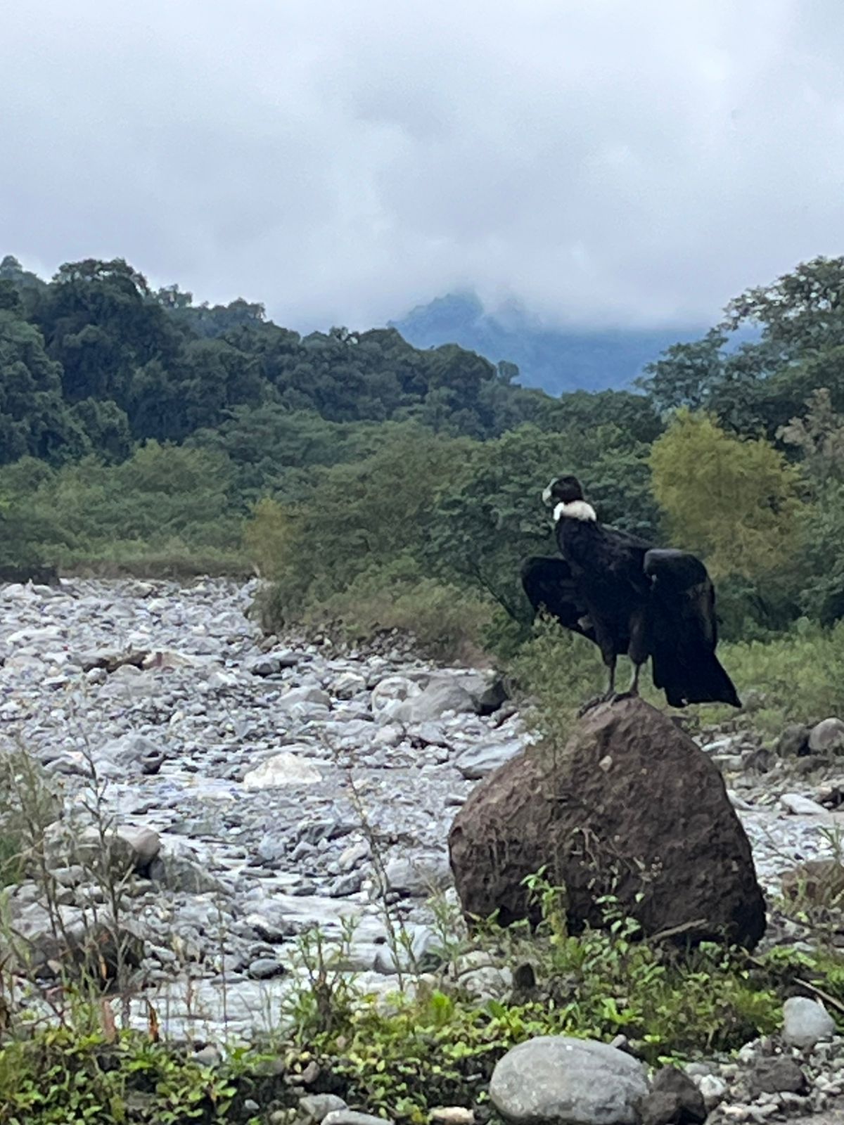 Rescate de un ejemplar hembra de cóndor andino en el Parque Nacional Aconquija