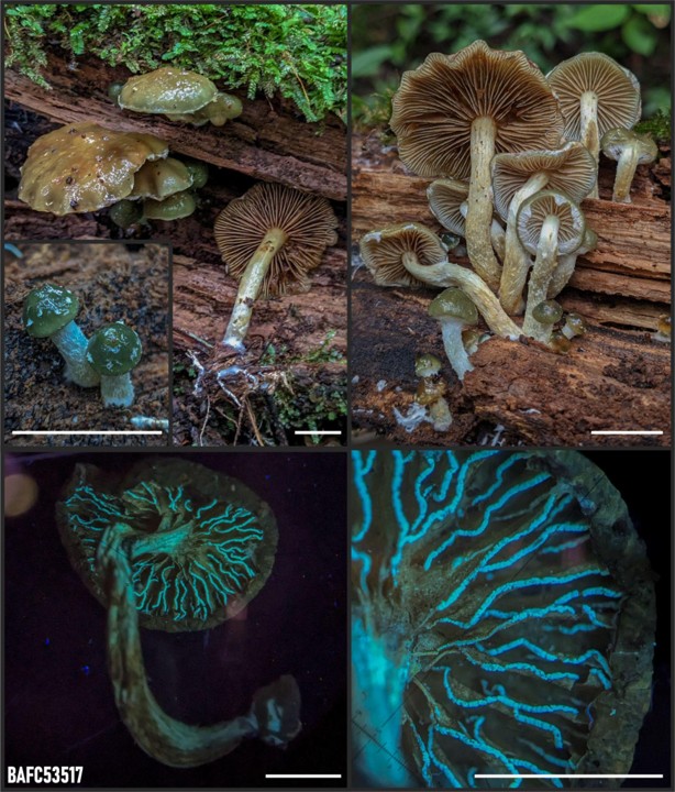 Nuevas especies de hongos descubiertas en áreas protegidas del norte argentino