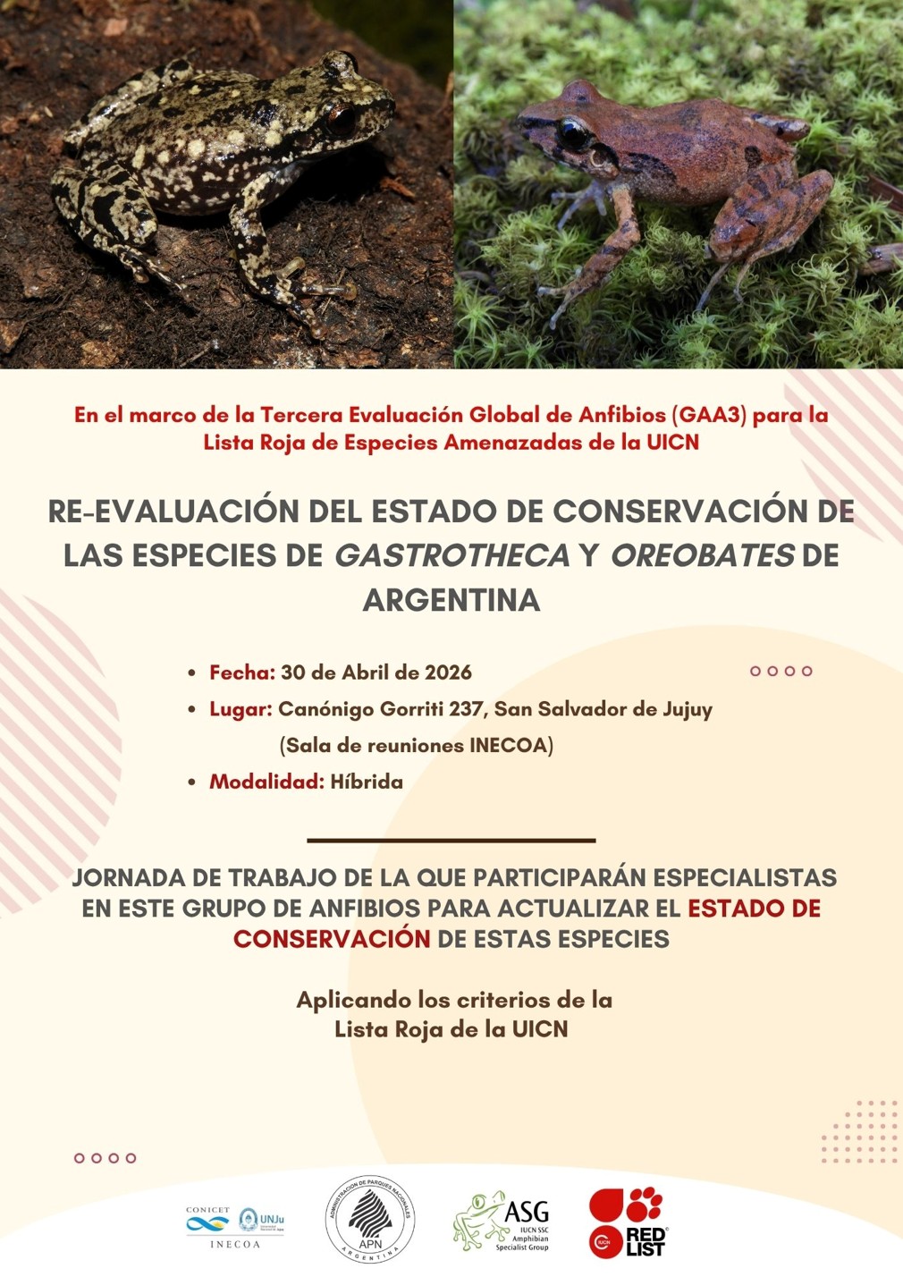 Especialistas avanzan en la re-evaluación del estado de conservación de anfibios de los géneros Gastrotheca y Oreobates
