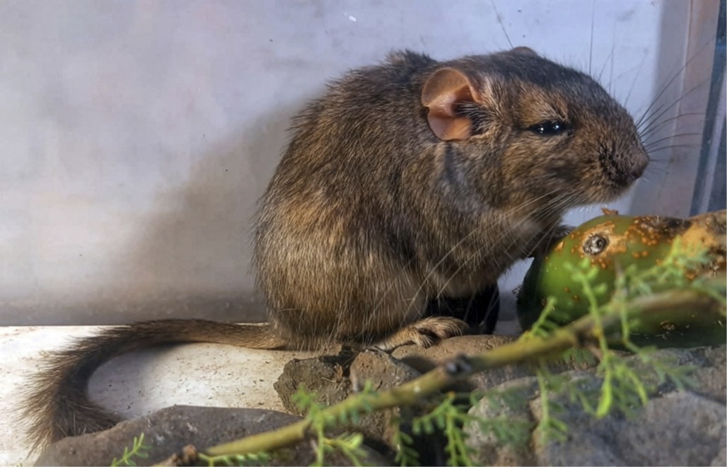 Descubren un nuevo género y especie de roedor endémico en el Parque Nacional Traslasierra
